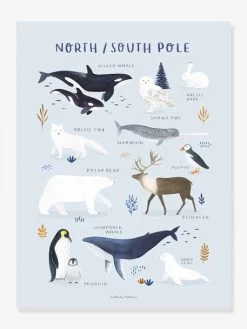 Affiche Animaux PĂŽle Nord/Sud Living Earth LILIPINSO Bleu Glacier - Lilipinso